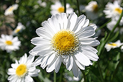 Sunny Side Up Shasta Daisy (Leucanthemum x superbum 'Sunny Side Up') at Creekside Home & Garden