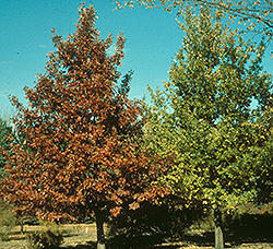 Prairie Stature Oak (Quercus x bimundorum 'Midwest') at Creekside Home & Garden