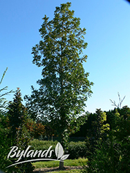 Top Gun Bur Oak (Quercus macrocarpa 'Top Gun') at Creekside Home & Garden
