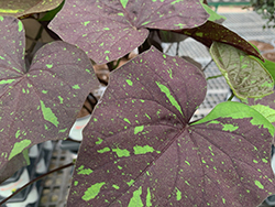 Kelly Ray Sweet Potato Vine (Ipomoea batatas 'Kelly Ray') at Creekside Home & Garden