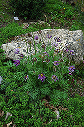 Pasqueflower (Pulsatilla vulgaris) at Creekside Home & Garden