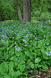Virginia Bluebells (Mertensia virginica) at Creekside Home & Garden