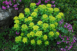 Cushion Spurge (Euphorbia polychroma) at Creekside Home & Garden