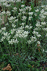 Pussytoes (Antennaria dioica) at Creekside Home & Garden