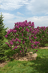 Ludwig Spaeth Lilac (Syringa vulgaris 'Ludwig Spaeth') at Creekside Home & Garden