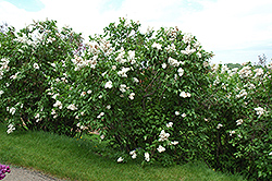 Edith Cavell Lilac (Syringa vulgaris 'Edith Cavell') at Creekside Home & Garden