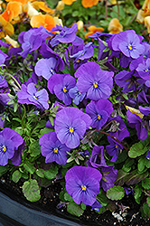 Penny Blue Pansy (Viola cornuta 'Penny Blue') at Creekside Home & Garden