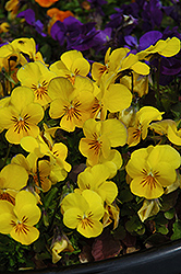 Penny Yellow Pansy (Viola cornuta 'Penny Yellow') at Creekside Home & Garden