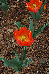 Annie Schilder Tulip (Tulipa 'Annie Schilder') at Creekside Home & Garden