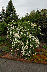Mme. Lemoine Lilac (Syringa vulgaris 'Mme. Lemoine') at Creekside Home & Garden