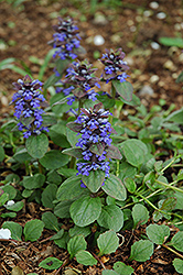 Caitlin's Giant Bugleweed (Ajuga reptans 'Caitlin's Giant') at Creekside Home & Garden