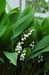 Lily-Of-The-Valley (Convallaria majalis) at Creekside Home & Garden