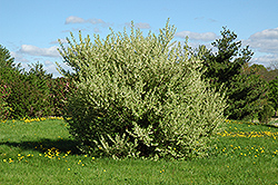Silverberry (Elaeagnus commutata) at Creekside Home & Garden