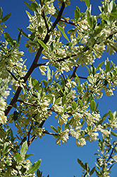 Silverberry (Elaeagnus commutata) at Creekside Home & Garden