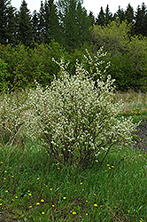 Honeywood Saskatoon (Amelanchier alnifolia 'Honeywood') at Creekside Home & Garden