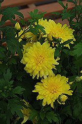 Morden Canary Chrysanthemum (Chrysanthemum 'Morden Canary') at Creekside Home & Garden