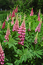 Russell Red Lupine (Lupinus 'Russell Red') at Creekside Home & Garden