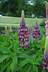 Russell Blue Lupine (Lupinus 'Russell Blue') at Creekside Home & Garden