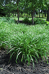 Moor Grass (Molinia caerulea) at Creekside Home & Garden