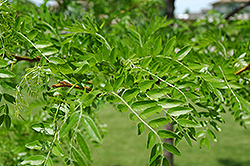 Prairie Silk Honeylocust (Gleditsia triacanthos 'Prairie Silk') at Creekside Home & Garden