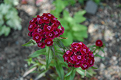 Sweet William (Dianthus barbatus) at Creekside Home & Garden