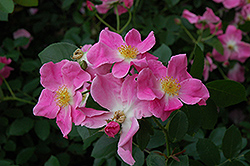 Nearly Wild Rose (Rosa 'Nearly Wild') at Creekside Home & Garden