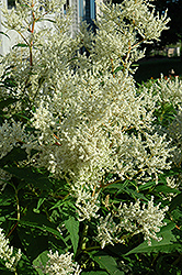 White Fleeceflower (Persicaria polymorpha) at Creekside Home & Garden