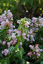 Shell Pink Spotted Dead Nettle (Lamium maculatum 'Shell Pink') at Creekside Home & Garden