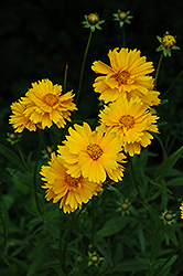 Early Sunrise Tickseed (Coreopsis 'Early Sunrise') at Creekside Home & Garden