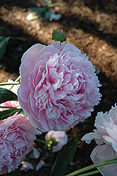 Shirley Temple Peony (Paeonia 'Shirley Temple') at Creekside Home & Garden