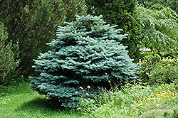 Globe Blue Spruce (Picea pungens 'Globosa') at Creekside Home & Garden