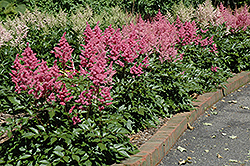 Rheinland Astilbe (Astilbe japonica 'Rheinland') at Creekside Home & Garden