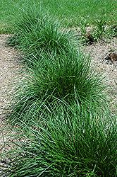 Tufted Hair Grass (Deschampsia cespitosa) at Creekside Home & Garden