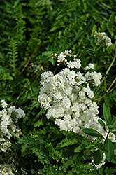 Double Dropwort (Filipendula vulgaris 'Flore Plena') at Creekside Home & Garden