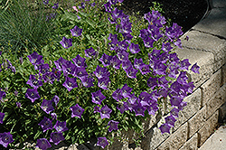 Blue Clips Bellflower (Campanula carpatica 'Blue Clips') at Creekside Home & Garden