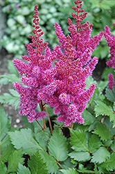 Visions Astilbe (Astilbe chinensis 'Visions') at Creekside Home & Garden