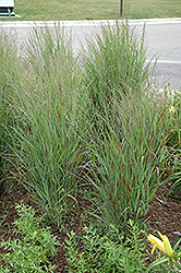 Shenandoah Reed Switch Grass (Panicum virgatum 'Shenandoah') at Creekside Home & Garden