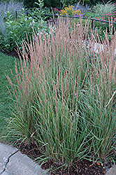 Variegated Reed Grass (Calamagrostis x acutiflora 'Overdam') at Creekside Home & Garden