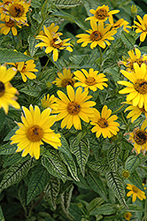Loraine Sunshine False Sunflower (Heliopsis helianthoides 'Loraine Sunshine') at Creekside Home & Garden