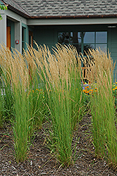Karl Foerster Reed Grass (Calamagrostis x acutiflora 'Karl Foerster') at Creekside Home & Garden