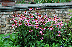 Magnus Coneflower (Echinacea purpurea 'Magnus') at Creekside Home & Garden