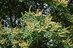 Amur Maackia (Maackia amurensis) at Creekside Home & Garden