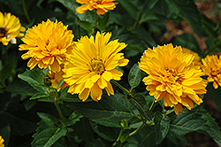 Summer Sun False Sunflower (Heliopsis helianthoides 'Summer Sun') at Creekside Home & Garden