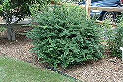 Jade Carousel Japanese Barberry (Berberis thunbergii 'Bailgreen') at Creekside Home & Garden