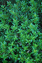 Cliff Green (Paxistima canbyi) at Creekside Home & Garden