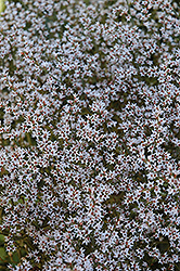 German Statice (Goniolimon tataricum) at Creekside Home & Garden