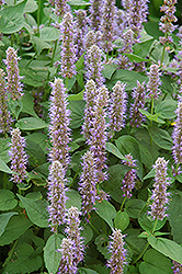 Blue Fortune Anise Hyssop (Agastache 'Blue Fortune') at Creekside Home & Garden
