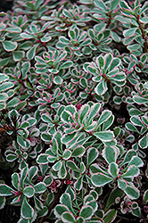 Tricolor Stonecrop (Sedum spurium 'Tricolor') at Creekside Home & Garden