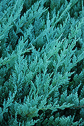 Blue Chip Juniper (Juniperus horizontalis 'Blue Chip') at Creekside Home & Garden