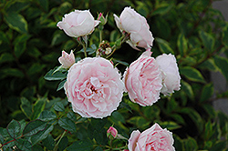 Morden Blush Rose (Rosa 'Morden Blush') at Creekside Home & Garden
